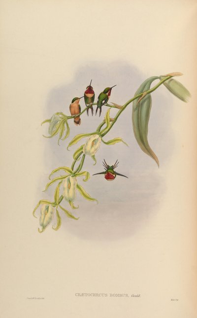 Chaetocercus bombus by John Gould